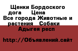 Щенки Бордоского дога.  › Цена ­ 30 000 - Все города Животные и растения » Собаки   . Адыгея респ.